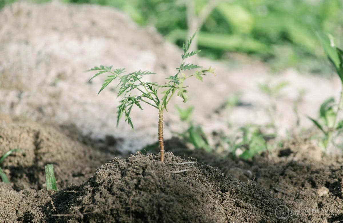 A young tree seedling planted in a mound of dark soil, with the One Tree Planted watermark