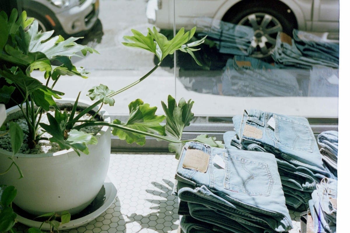 Folded stacks of jeans on a table in a shop window, beside a large potted plant
